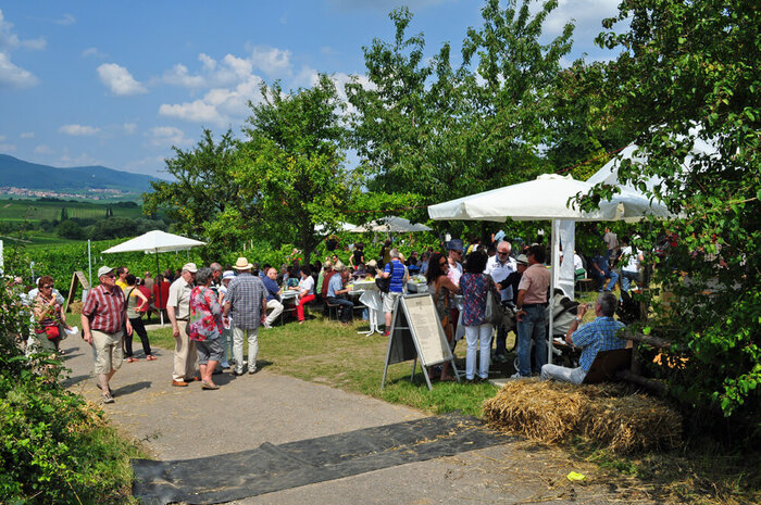 2_Hofgarten-Rosa-Ilbesheim-Kalmitweinfest